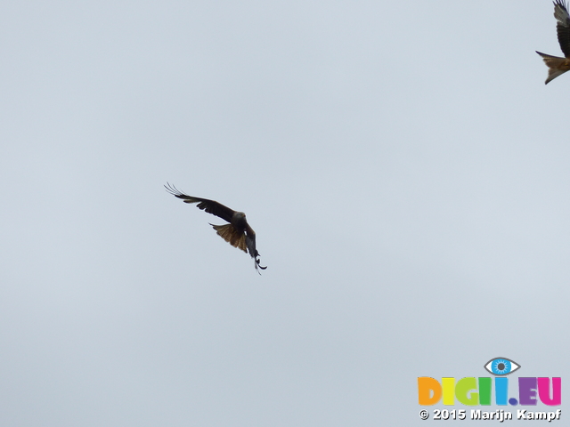 FZ015142 Red kite (Milvus milvus)